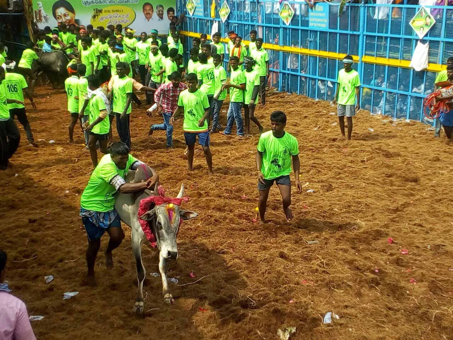 Jallikattu  